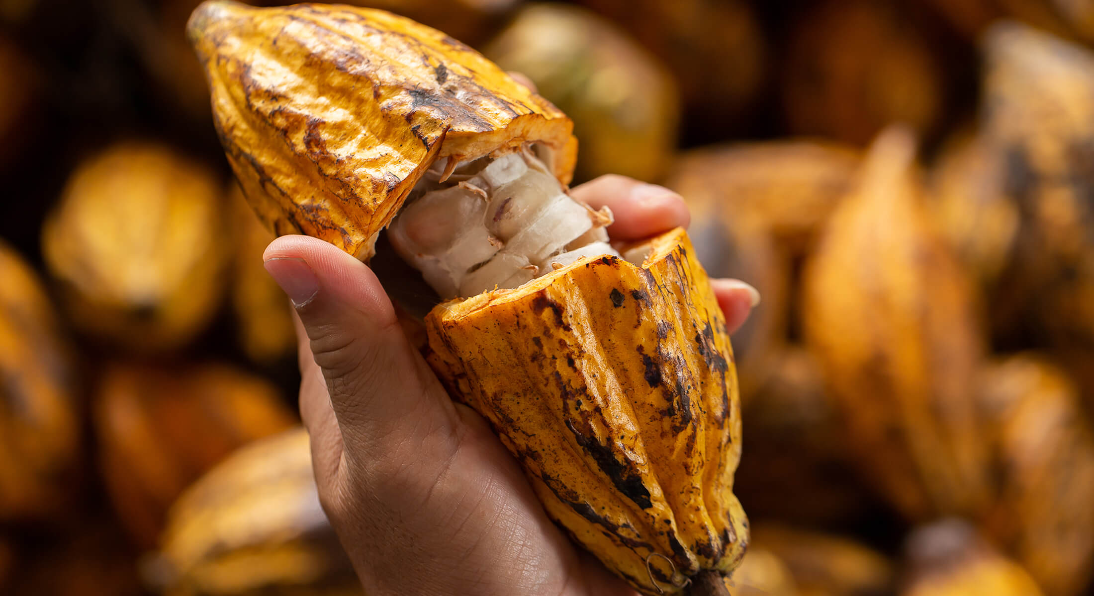 Ivory Coast Rains To Help Cocoa Mid Crop Farmers Say K2 International 9119